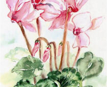Aquarell | 15 x 25 cm | Gastgeschenk Geburtstag | #18 Alpenveilchen - Cyclamen persicum (Aquarell)