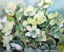 Aquarell | 40 x 40 cm | Preis: 100 € | #853 Christrosen (Aquarell)