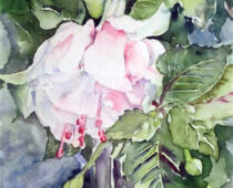 Aquarell | 30 x 40 cm | Preis: 85 € | #210 Hängende Fuchsie (Aquarell)