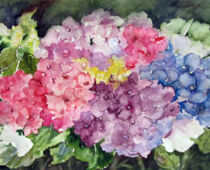 Aquarell | 40 x 80 cm | Preis: 85 € | #273 Hortensien (Aquarell)