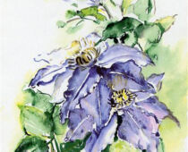 Aquarell | 15 x 25 cm | Gastgeschenk Geburtstag | #296 Klematis - Clematis sp. (Aquarell)