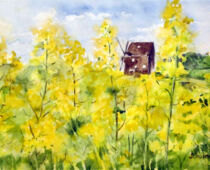 Aquarell | 20 x 30 cm | Preis: 65 € | #336 Mühle im Rapsfeld bei Eilenburg (Aquarell)