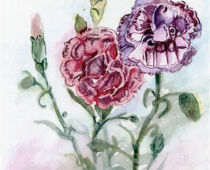 Aquarell | 15 x 25 cm | Gastgeschenk Geburtstag | #355 Nelke - Dianthus caryophyllus (Aquarell)