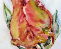 Aquarell | 30 x 40 cm | Preis: 85 € | #937 Papageientulpe (Aquarell)