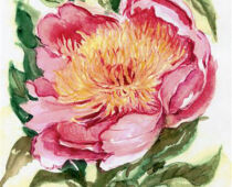 Aquarell | 15 x 25 cm | Gastgeschenk Geburtstag | #376 Pfingstrose - Paeonia lactiflora (Aquarell)