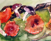 Aquarell | 30 x 60 cm | Preis: 65 € | #380 Pilze (Aquarell)