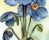 Aquarell | 15 x 25 cm | Gastgeschenk Geburtstag | #413 Scheinmohn - Meconopsis qrandis (Aquarell)