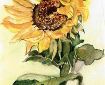 Aquarell | 15 x 25 cm | Gastgeschenk Geburtstag | #435 Sonnenblume - Helianthus annus (Aquarell)
