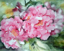 Aquarell | 36 x 48 cm | Preis: 125 € | #460 Strauchpfingstrose (Aquarell)