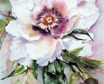 Aquarell | 30 x 40 cm | Preis: 85 € | #927 Strauchpfingstrose - Shu Sheng peng Mo (Aquarell)