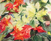 Aquarell | 42 x 56 cm | Preis: 150 € | #531 Weihnachtsstern (Aquarell)