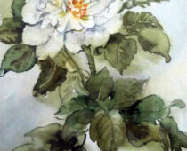 Aquarell | 20 x 30 cm | Preis: 75 € | #536 Weiße Rose (Aquarell)