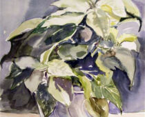 Aquarell | 30 x 40 cm | Preis: 100 € | #541 Weißer Weihnachtsstern (Aquarell)